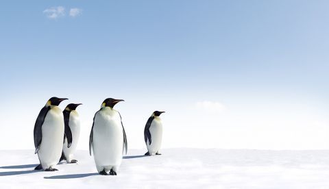 Científicos hallan microplásticos en la dieta de los pingüinos de la Antártida