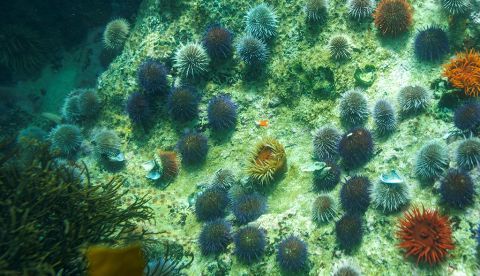 Según este trabajo, "los organismos marinos podrían migrar a mayores profundidades en busca de ambientes más fríos, así como hacia los polos en respuesta al cambio climático". EFE/Nic Bothma/Archivo