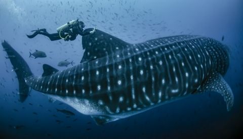 Fotografía cedida por la investigadora Jenny Waack, muestra un tiburón ballena durante su última expedición en la isla de Darwin, norte del archipiélago de Galápagos (Ecuador). EFE/Jenny Waack