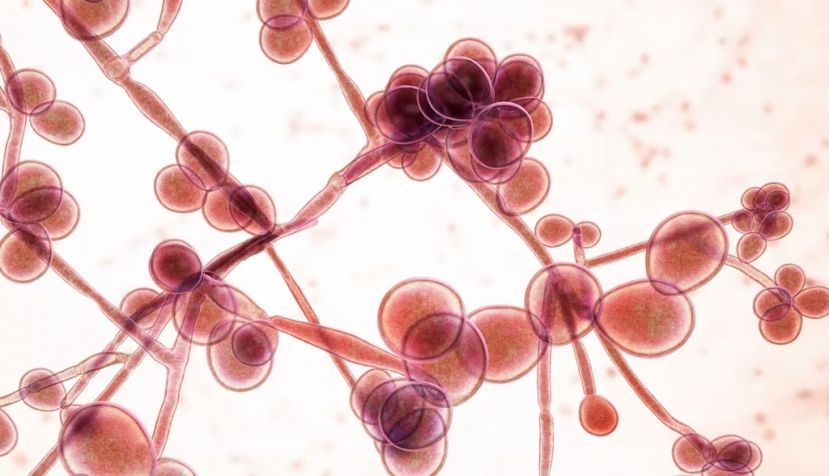  Candida Auris está en el grupo crítico de la lista de patógenos fúngicos prioritarios de la OMS. Shutterstock / Kateryna Kon