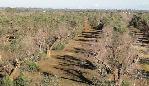 Olivos afectados por la bacteria Xylella. Efeagro/CSIC