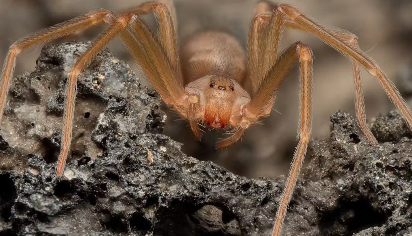  Una de las características exclusivas de la araña violinista europea es poseer tres pares de ojos en la disposición que se aprecia en la foto. Macrolife/Shutterstock