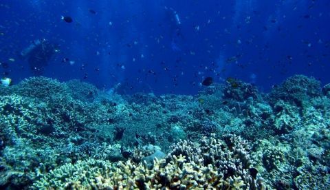 Los océanos serán claves para asegurar para el abastecemiento mundial en 2050 EFE/archivo/Dennis M. Sabangan
