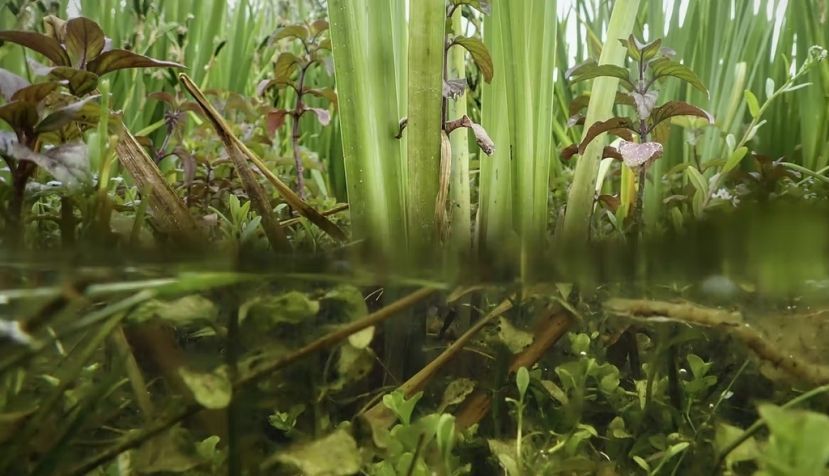 Las orillas de zonas húmedas y encharcadas suelen estar colonizadas por vegetación emergente que va siendo paulatinamente desplazada por vegetación flotante y sumergida conforme la lámina de agua va alcanzando una mayor profundidad. Lars L. Iversen, Author provided