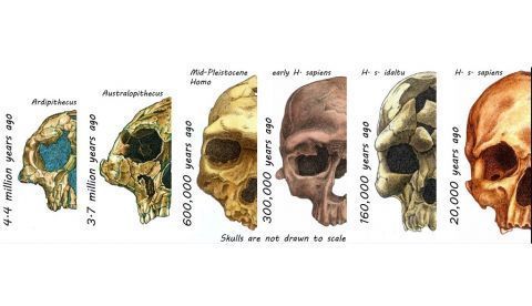 El rostro humano moderno/EFE