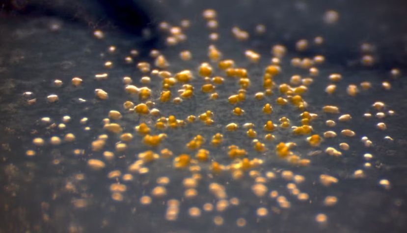 Cuerpos fructíferos amarillos de ‘Myxococcus xanthus’, bacteria en la que se ha descubierto la enzima que sintetiza los plasmalógenos. Trance Gemini / Wikimedia Commons, CC BY