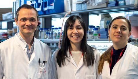 Fotografía cedida por el CNIC de Alfonso Mora, Leticia Herrera-Melle (c) y Guadalupe Sabio (d), investigadores del equipo del Centro Nacional de Investigaciones Cardiovasculares (CNIC) que ha hallado una explicación por la que el cáncer de hígado, que afecta a más de un millón de personas cada año en todo el mundo, incide más en los varones. EFE 	   