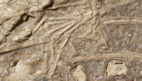 Descubren un raro fósil de un dinosaurio que comió un mamífero