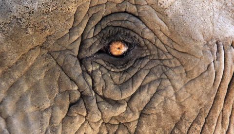  Ojo de un elefante. Los científicos han encontrado signos de conciencia en vertebrados, artrópodos y cefalópodos. Claudia Otte/Shutterstock