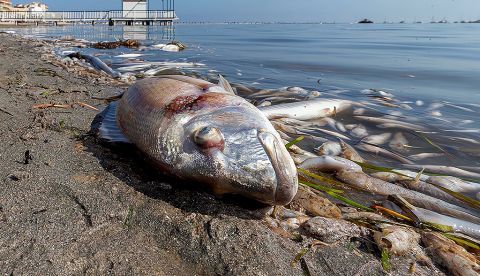 La CE insta a tomar medidas "inmediatas y ambiciosas" para "salvar" el Mar Menor