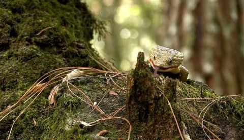 Fotografía de un lagarto. EFE/Archivo 	   