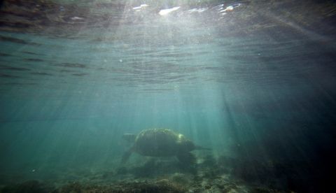 Una tortuga marina en medio del Océano Pacífico. EFE/Ian Salas/Archivo