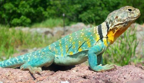 El descenso de anfibios y reptiles es por la acción humana y no por el cambio climático