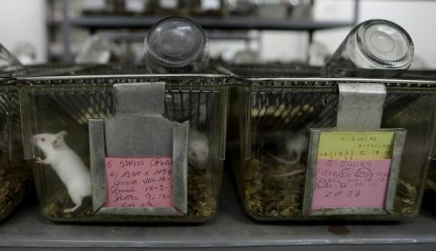 Estudian en ratones de laboratorio un tumor infantil que resiste a medicación/EFE.