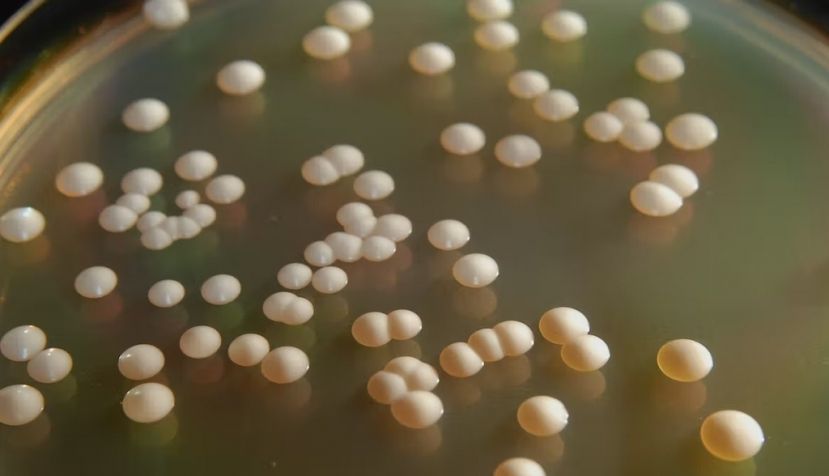 La levadura ‘Saccharomyces cerevisiae’ puede utilizar diferentes fuentes de carbono para producir bioetanol. Rafael Zarate / Shutterstock
