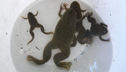 Fotografía cedida este martes por la Universidad Andrés Bello en la que se registraron varios ejemplares de la rana africana, capturados en un estanque del jardín botánico de la localidad costera de Viña del Mar (Chile). EFE
