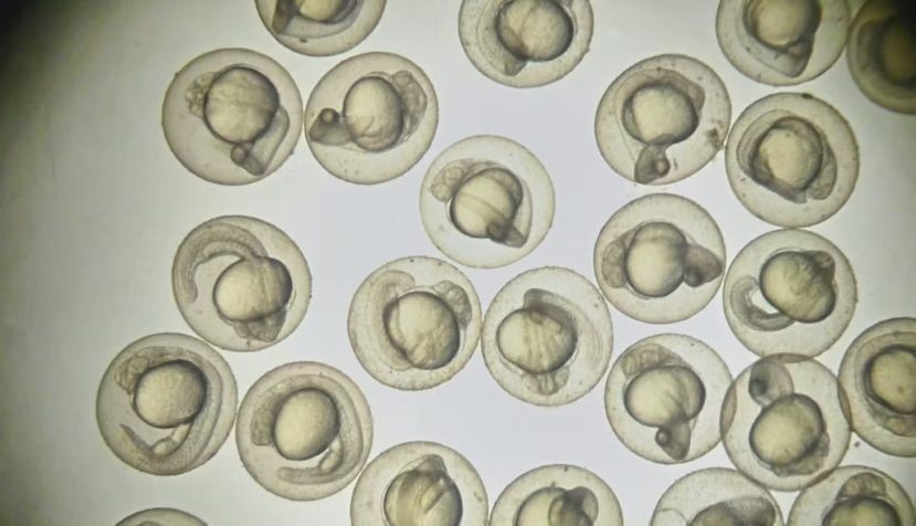 Embriones de pez cebra bajo el microscopio. Thanaporn Pinpart/Shutterstock