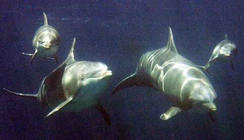 Delfines del zoo de Barcelona, pertenecientes a la especie de delfines mulares. EFE/ Andreu Dalmau