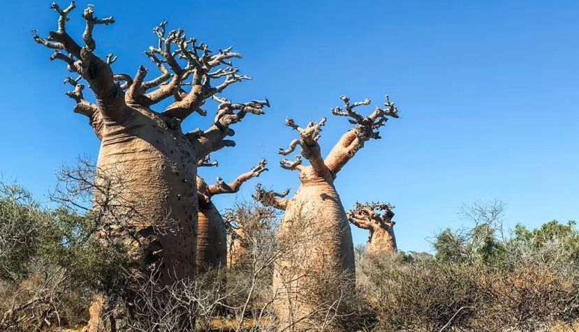 Baobabs hinchados del bosque espinoso del suroeste de Madagascar. Shutterstock / Brian Maudsley