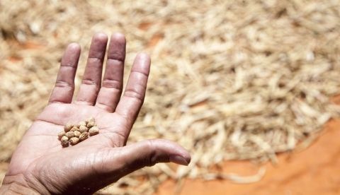 Granos de garbanzo. Efeagro/Santi Carneri