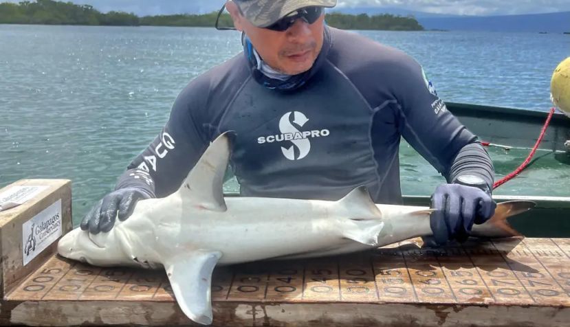 Descubren una nueva “guardería” de tiburones martillo en las Islas Galápagos