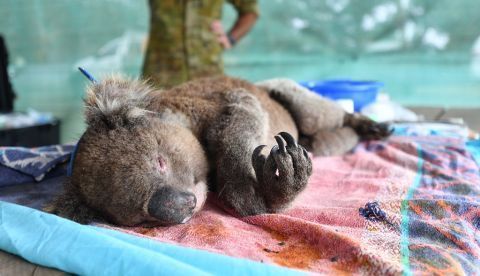 Un koala descansa sobre una toalla al cuidado de veterinarios y voluntarios en el Parque de Vida Silvestre,, en la Isla Canguro, en la que viven unos 50.000 koalas y 60.000 canguros, al sur de Australia. EFE/David Mariuz/Archivo