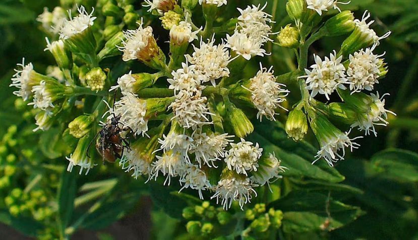 Ageratina altissima. Wikimedia Commons / H. Zell, CC BY-SA