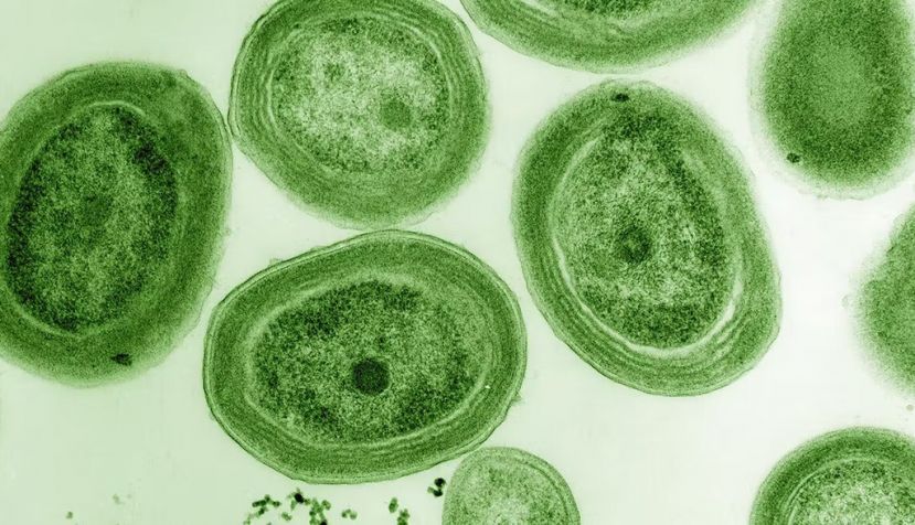 Cianobacteria Prochlorococcus marinus. Wikimedia Commons / Luke Thompson from Chisholm Lab and Nikki Watson from Whitehead, MIT