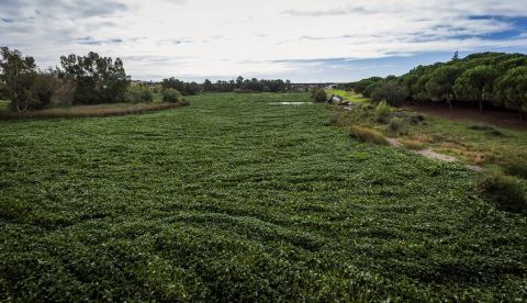 Cauce del río Guadiana a su paso por Mérida colonizado por el camalote, planta acuática invasora. EFE/Jero Morales/Archivo