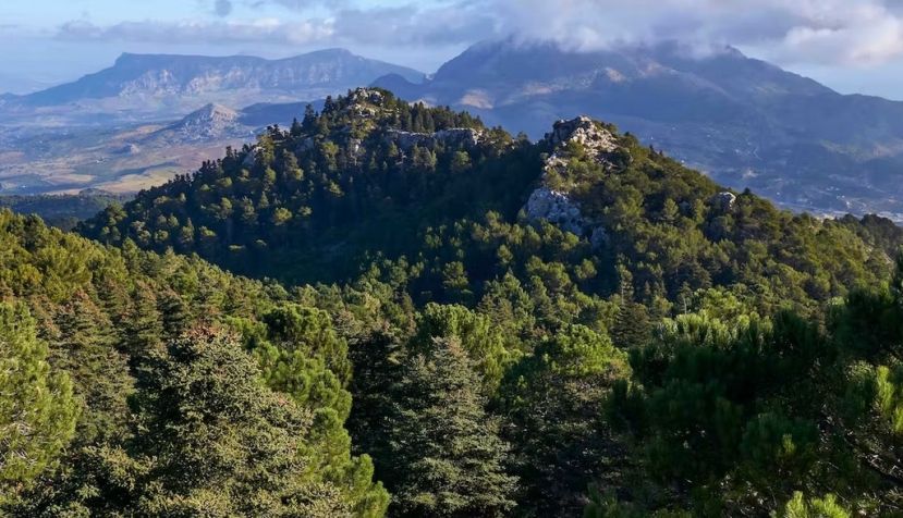 Bosque de pinsapos en Yunquera, en el Parque Nacional de la Sierra de las Nieves de Málaga (España). Jesus Noguera photography / Shutterstock 