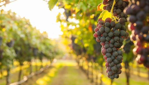 Agricultura autoriza 903 hectáreas nuevas de viñedo en 2026