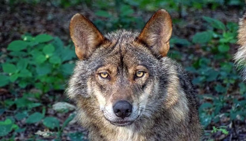 Lobo ibérico. Foto de Ana Retamero para WWF 