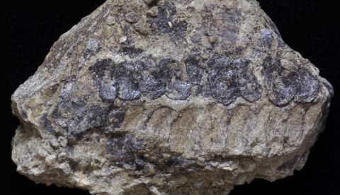 A partir de unas 30 muestras de roca excavadas en Canadá, identificaron más de 80 estructuras reproductivas, que contenían esporas de un tamaño de 70 a 200 micras de diámetro, el equivalente a uno o dos cabellos, aproximadamente. EFE/Andrew Leslie