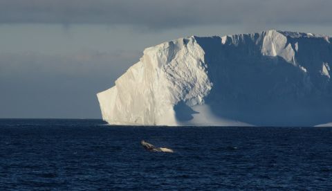 La Antártida y Groenlandia pierden hielo seis veces más rápido que en los 90/EFE/Stephanie Langerock/Archivo