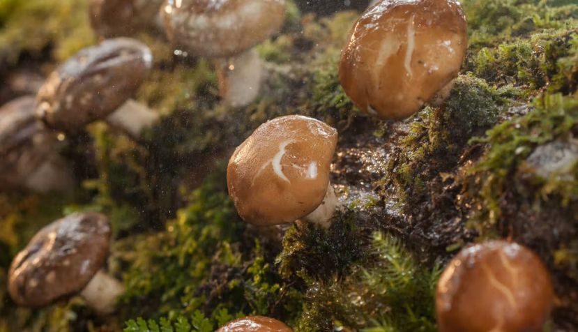 Cultivo de setas shiitake (Lentinula edodes). Shutterstock / puttography