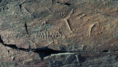 La fluctuación del oxígeno en la Tierra pudo acelerar la evolución animal