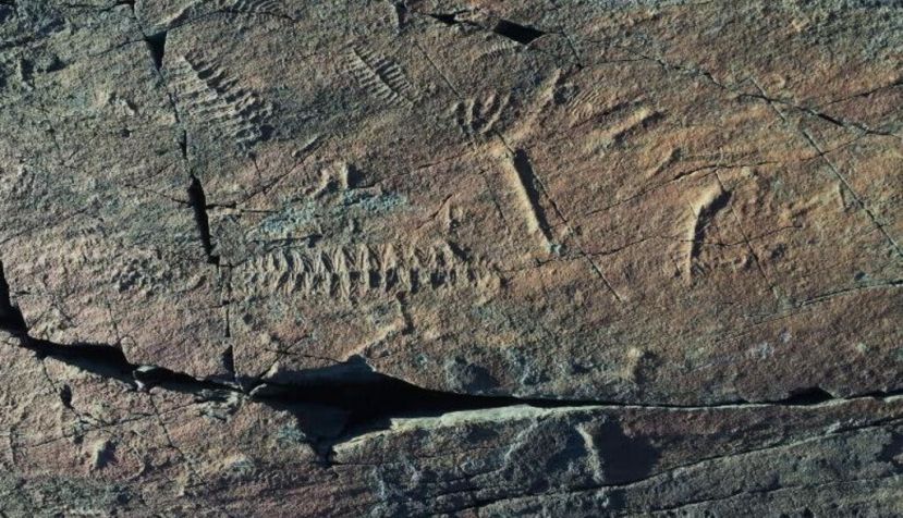 La fluctuación del oxígeno en la Tierra pudo acelerar la evolución animal