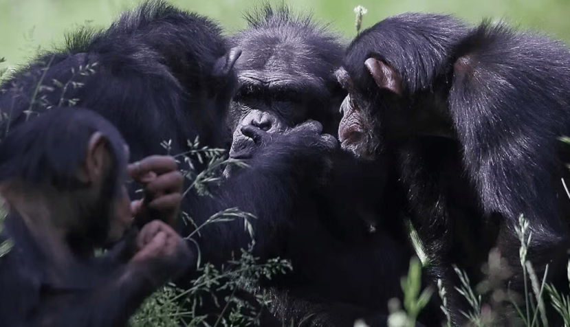 Coalición de chimpancés. Animalia Bio, CC BY