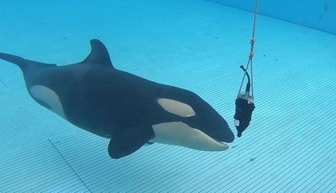 Loro Parque contribuye a la investigación sobre la ecolocalización de las orcas / EFE