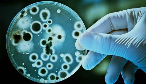 Lo viejo, lo nuevo y el futuro de la biotecnología