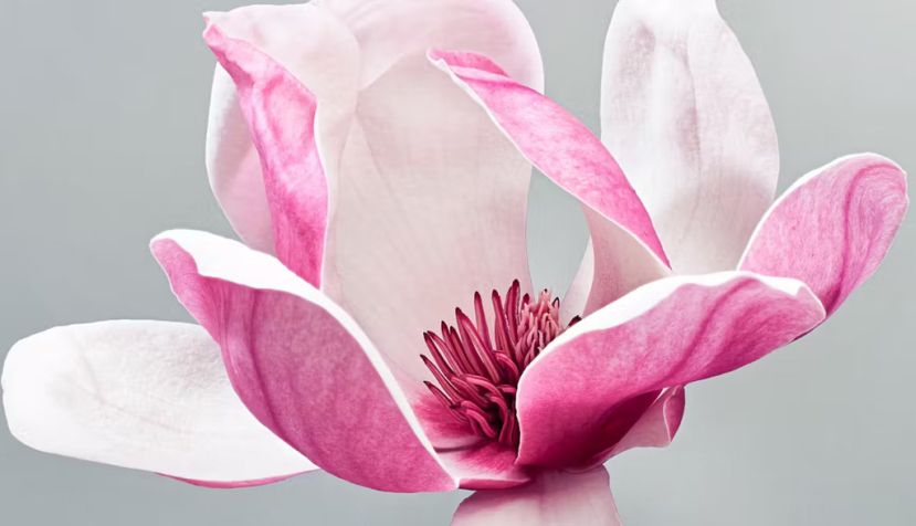 Dewin ID/Shutterstock