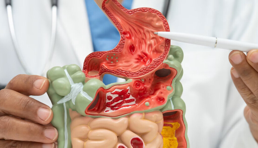 No solo estómago e intestino: tres zonas corporales redescubiertas que cambian cómo entendemos la nutrición