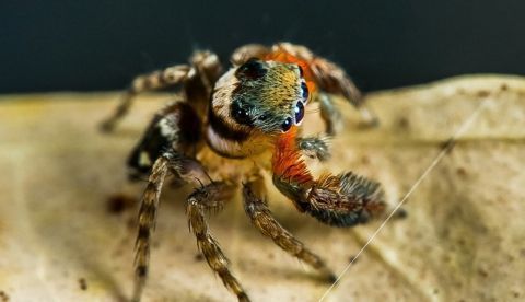 Fotografía cedida por Queensland Museum. Científicos australianos anunciaron hoy el descubrimiento de cinco nuevas especies de diminutas arañas saltarinas, que se caracterizan por sus colores vibrantes y sus danzas rituales "fascinantes", e incluso una de ellas lleva el nombre del Karl Lagerfeld. EFE/Queensland Museum/Robert White 	   
