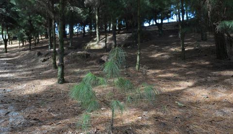 Fotografía de un bosque de pinos. EFE/Luis Ayala/Archivo