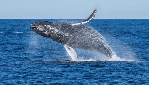 Descubren que las ballenas son cruciales para la salud del ecosistema marino