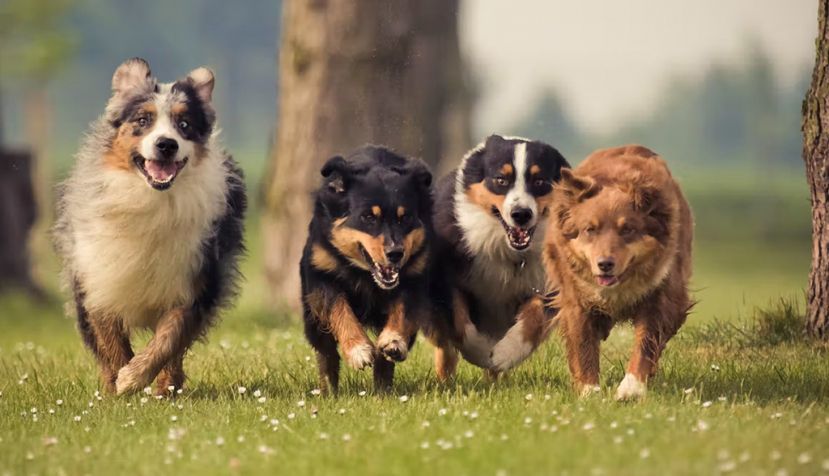  Ya en la prehistoria había un gran número de perros muy diferentes. Christian Mueller/Shutterstock