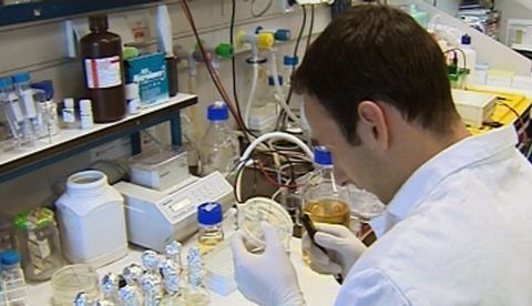 Se trata de un mecanismo clave que esas células utilizan para sobrevivir, determinó el equipo, dirigido por la doctora Coralia Rivas y cuyo trabajo ha sido publicado recientemente por la revista Free Radical Biology and Medicine. EFE/Archivo