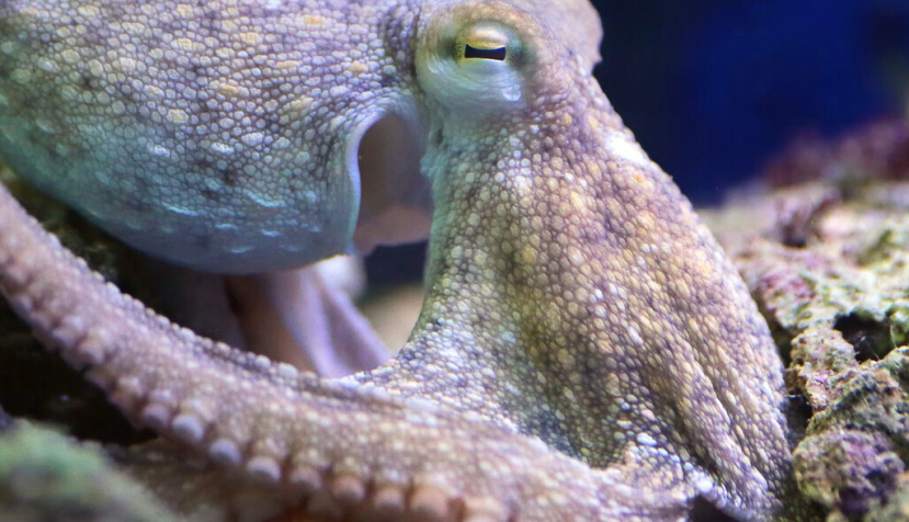 Un pulpo común (Octopus vulgaris). MattiaATH/Shutterstock