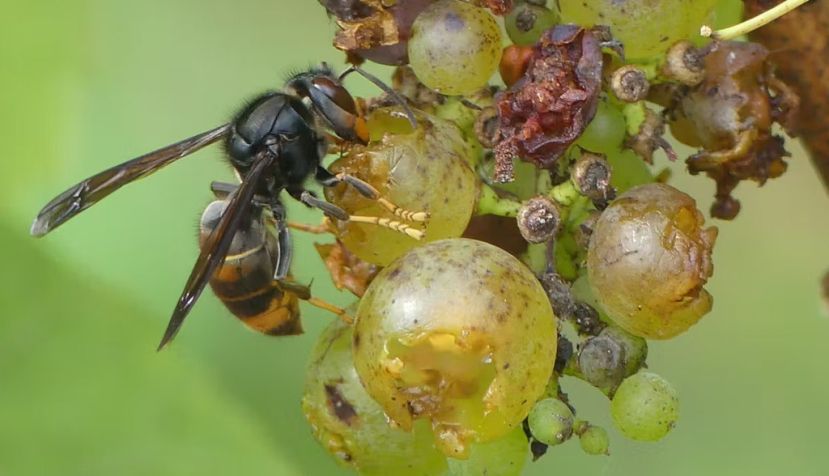 Las avispas asiáticas se alimentan de los azúcares de las frutas. María J. Servia, Author provided
