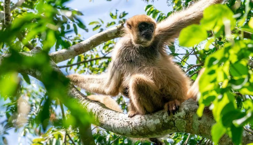 El muriqui del sur, endémico de Brasil, está en peligro de extinción. Rob Jansen / Shutterstock